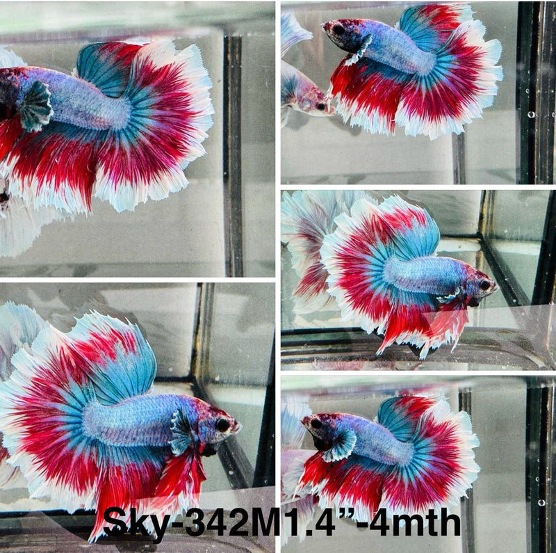 Live Male Betta Fancy Blue Red Grizzle Halfmoon (Sky-342) S181 High quality What you see what you get!!