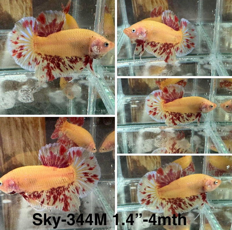 Live Male Betta Vanda Armageddon Plakat (Sky-344) High quality What you see What you get!!