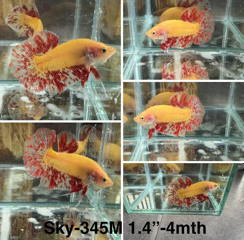 Live Male Betta Vanda Armageddon Plakat (Sky-345) High quality What you see What you get!!