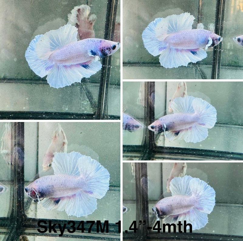 Live Male Betta Fancy Pastel colors Plakat (Sky-347) High quality What you see What you get!!