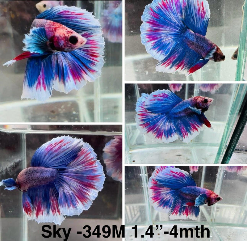 Live Male Betta Purple blue Grizzle Halfmoon (Sky-349) High quality What you see What you get!!