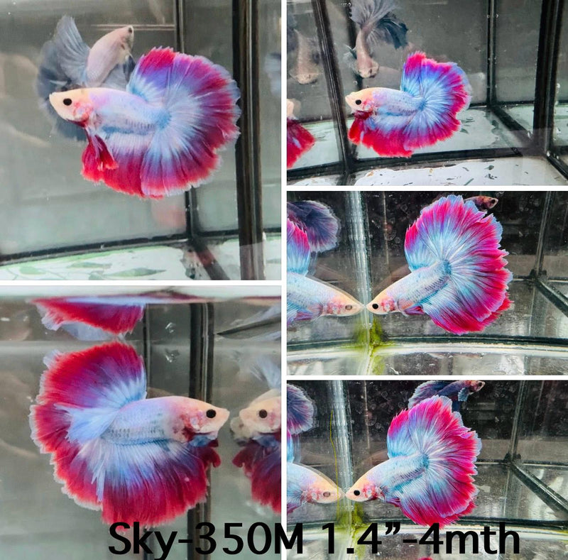 Live Male Betta Fancy Purple muscot Halfmoon (Sky-350) High quality What you see What you get!!