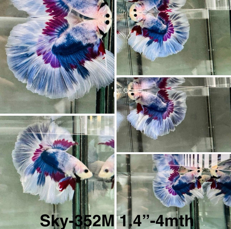 Live Male Betta Fancy Purple blue Halfmoon (Sky-352) High quality What you see What you get!!