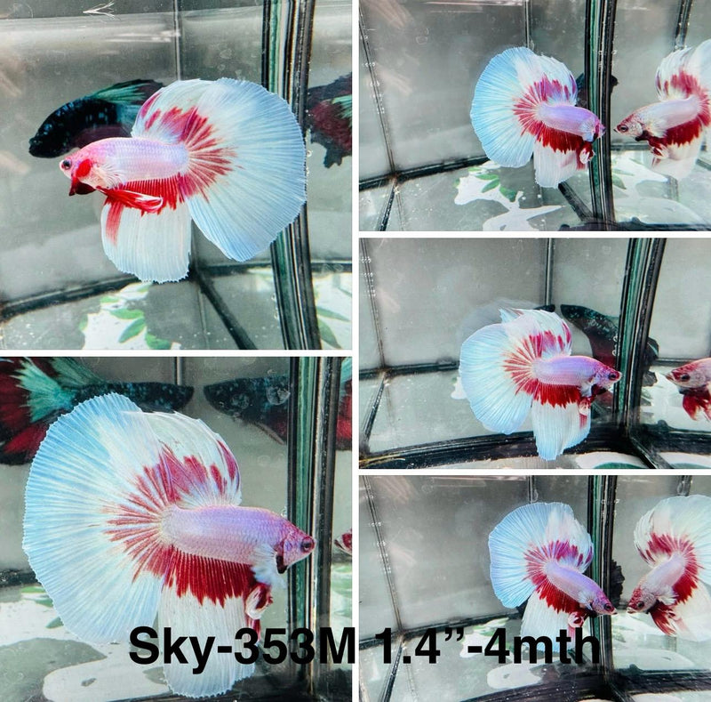 Live Male Betta Red pink butterfly Halfmoon (Sky-353) High quality What you see What you get!!