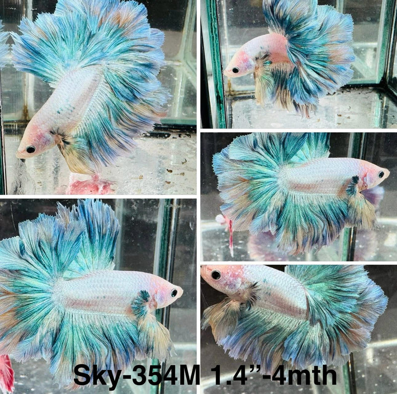 Live Male Betta Fancy Green marble Halfmoon Rosetail (Sky-354) High quality What you see What you get!!