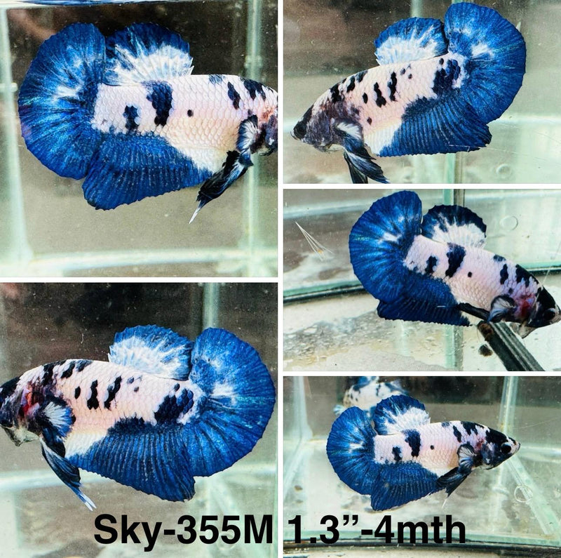 Live Male Betta Blue marble Plakat (Sky-355) High quality What you see What you get!!