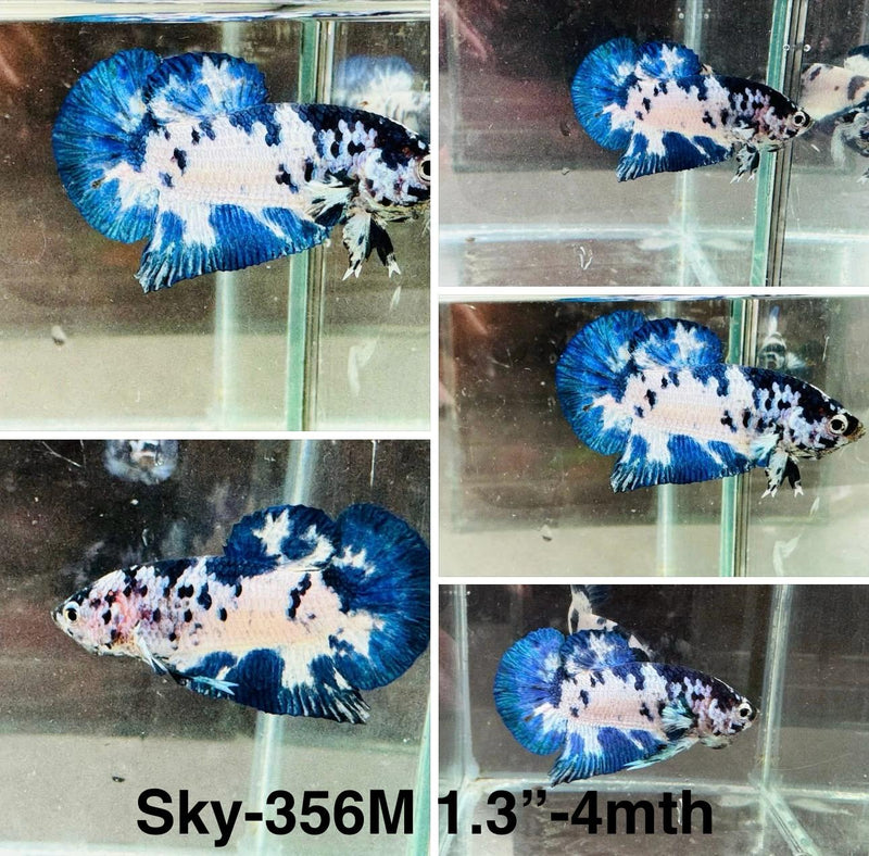 Live Male Betta Blue marble polkadot Plakat (Sky-356) High quality What you see What you get!!