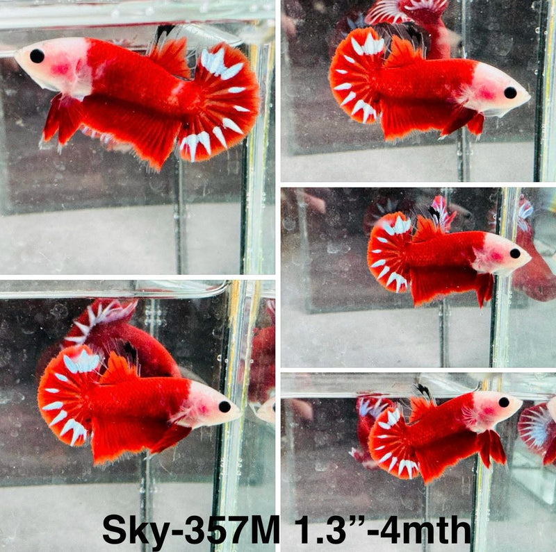 Live Male Betta Red Helboy Startail Plakat (Sky-357) High quality What you see What you get!!