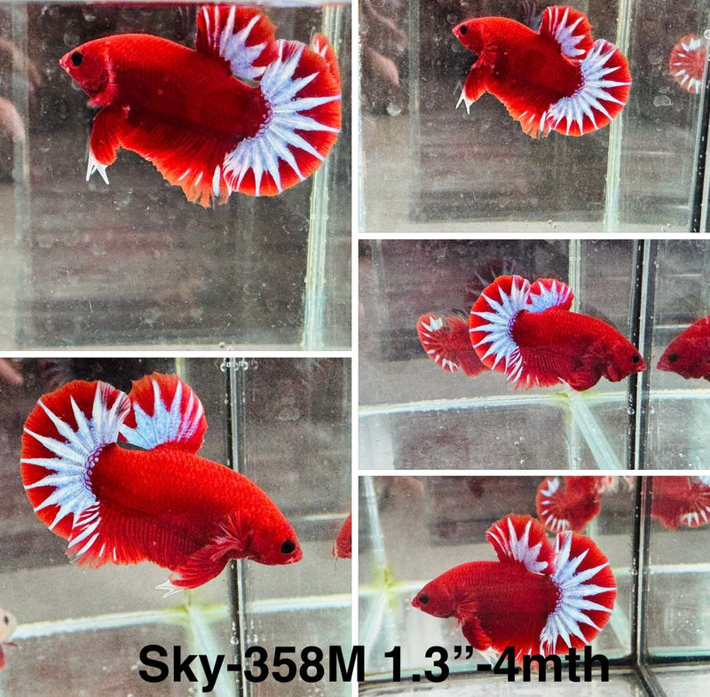 Live Male Betta Red Helboy Startail Plakat (Sky-358) High quality What you see What you get!!