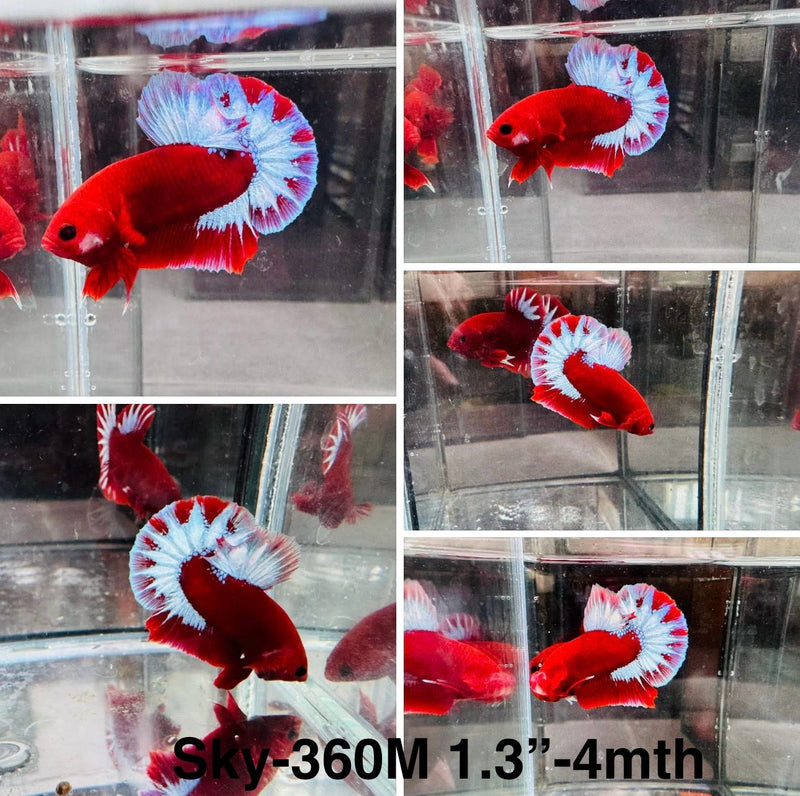 Live Male Betta Red Helboy Startail Plakat (Sky-360) High quality What you see What you get!!