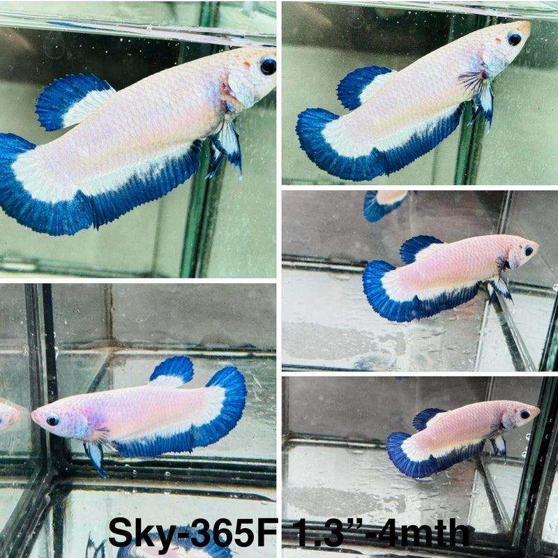 Live Female Betta Blue rim marble Plakat (Sky-365) High quality What you see What you get!!