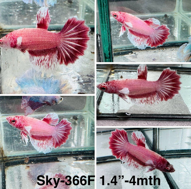 Live Female Betta Red pink Salamander Halfmoon (Sky-366) High quality What you see What you get!!