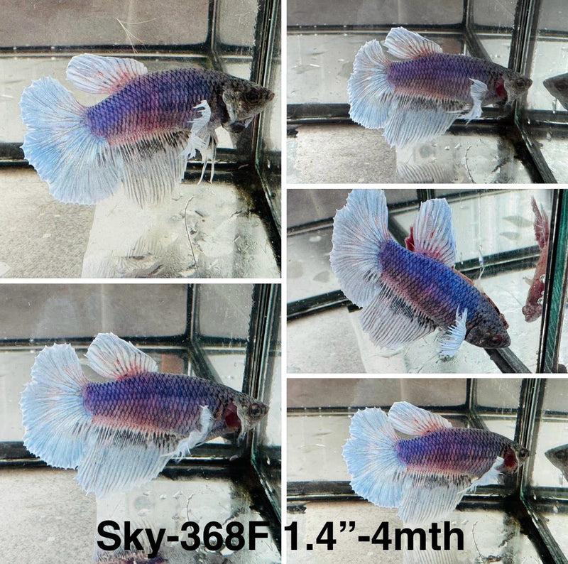 Live Female Betta blue purple fancy Halfmoon (Sky-368) High quality What you see What you get!!