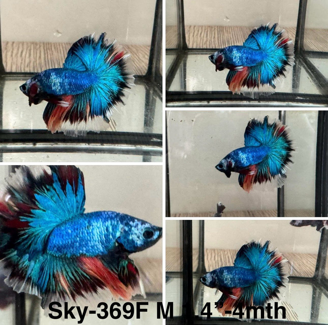 Live Male Betta Fancy marble Halfmoon (Sky-369) S302 High quality What you see What you get!!