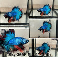 Live Male Betta Fancy marble Halfmoon (Sky-369) S302 High quality What you see What you get!!
