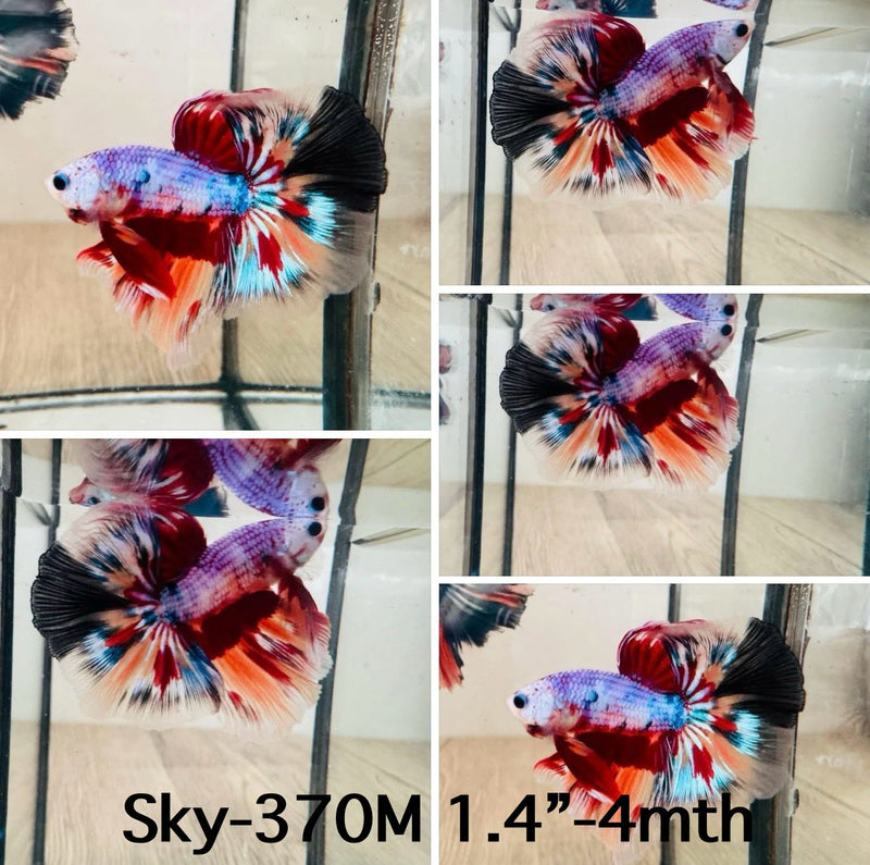 Live Male Betta Candy mixed colors Halfmoon (Sky-370) High quality What you see What you get!!