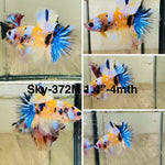 Live Male Betta Yellow Galaxy Koi Halfmoon (Sky-372) S308 High quality What you see What you get!!