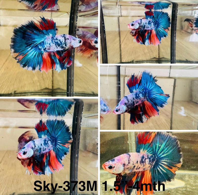 Live Male Betta Fancy marble 3colors Halfmoon (Sky-373) High quality What you see What you get!!