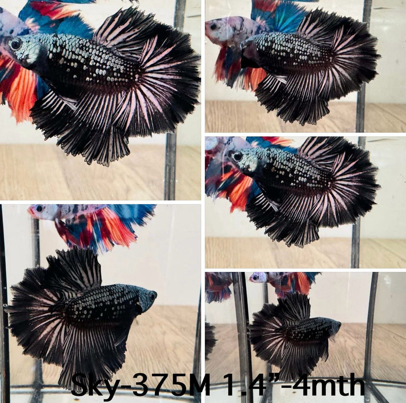 Live Male Betta Black copper Samurai Halfmoon (Sky-375) High quality What you see What you get!!