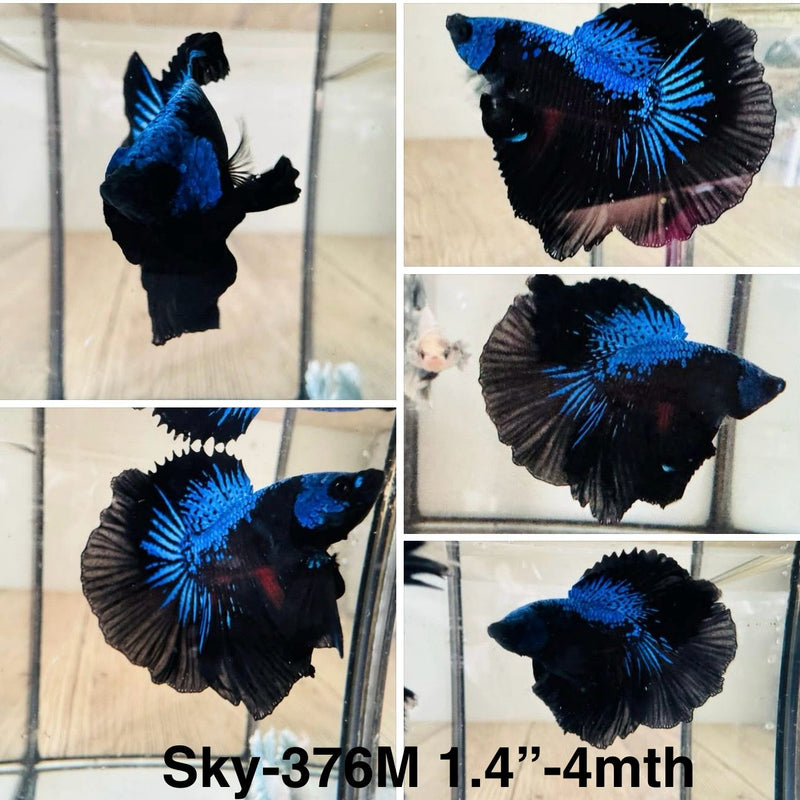 Live Male Betta Blue Black mamba Halfmoon (Sky-376) High quality What you see What you get!!