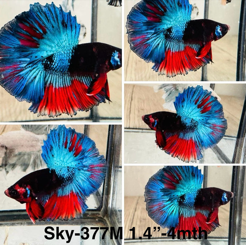 Live Male Betta Blue Blacklight Koi Halfmoon (Sky-377) High quality What you see What you get!!
