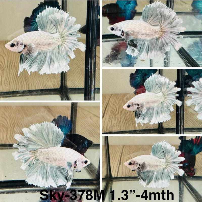 Live Male Betta Light pastel colors Feathertail Halfmoon (Sky-378) High quality What you see What you get!!
