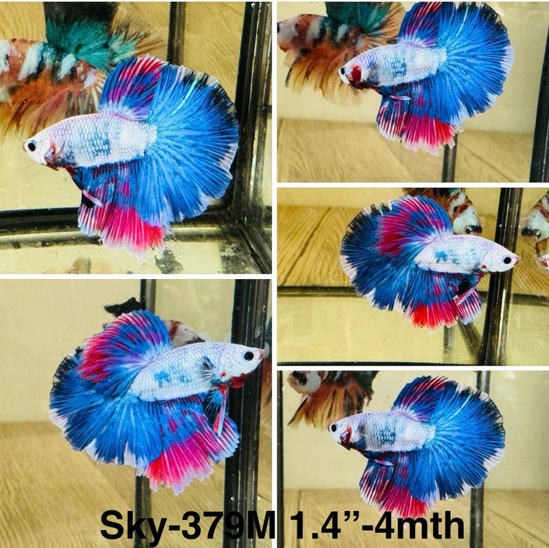 Live Male Betta Fancy marble Halfmoon (Sky-379) High quality What you see What you get!!