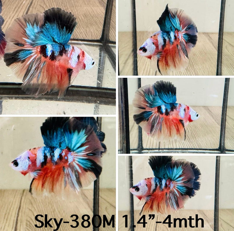 Live Male Betta Nemo Galaxy Koi Halfmoon (Sky-380) High quality What you see What you get!!