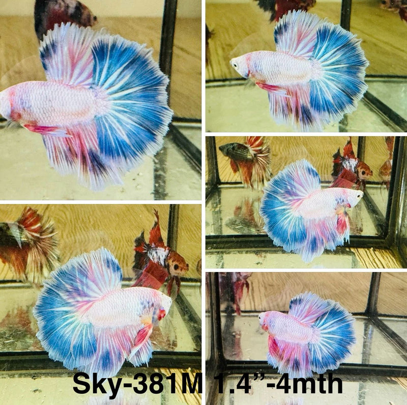 Live Male Betta Fancy marble Halfmoon (Sky-381) High quality What you see What you get!!