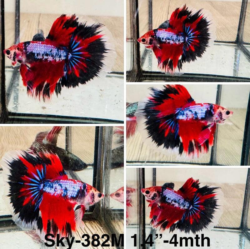 Live Male Betta Red Galaxy Koi Halfmoon (Sky-382) High quality What you see What you get!!