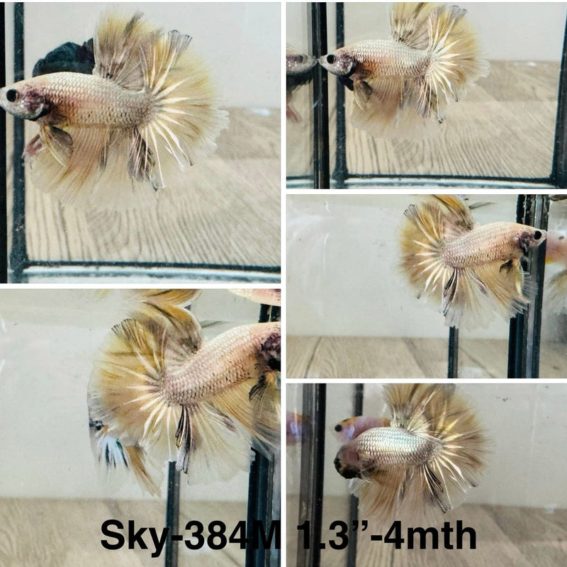 Live Male Betta Yellow Fancy Halfmoon (Sky-384) High quality What you see What you get!!