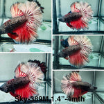 Live Male Betta Fancy Copper Red Halfmoon (Sky-389)High quality what you see what you get!!