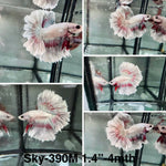 Live Male Betta Fancy Copper Light scale Halfmoon (Sky-390)High quality what you see what you get!!