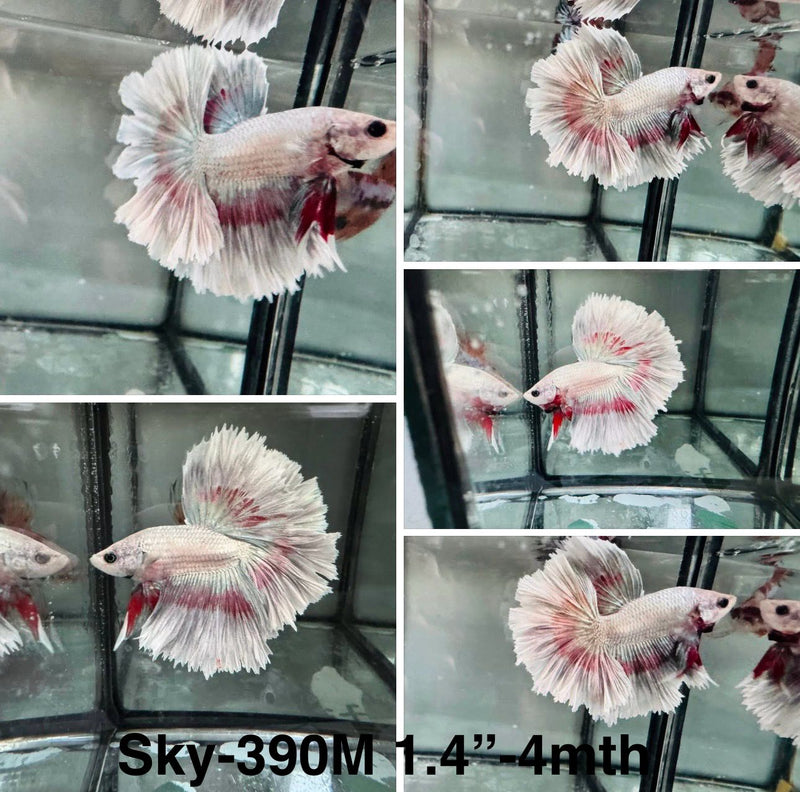 Live Male Betta Fancy Copper Light scale Halfmoon (Sky-390)High quality what you see what you get!!