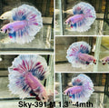 Live Male Betta Fancy Purple Grizzle Halfmoon (Sky-391)High quality what you see what you get!!