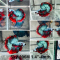 Live Male Betta Red black Galaxy Koi Halfmoon (Sky-396)High quality what you see what you get!!