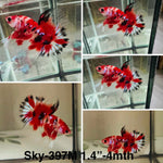 Live Male Betta Classic Red Koi Halfmoon (Sky-397)High quality what you see what you get!!