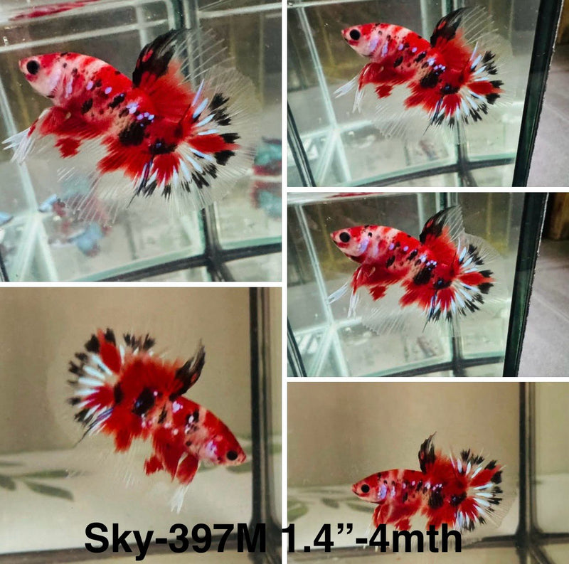 Live Male Betta Classic Red Koi Halfmoon (Sky-397)High quality what you see what you get!!
