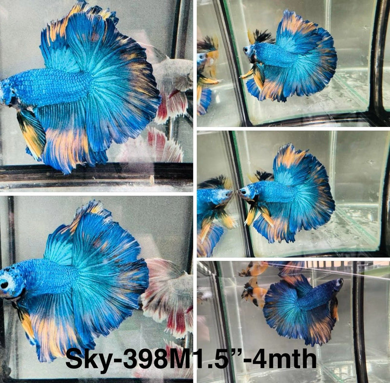 Live Male Betta Fancy Blue Mustard Halfmoon (Sky-398)S040 High quality what you see what you get!!
