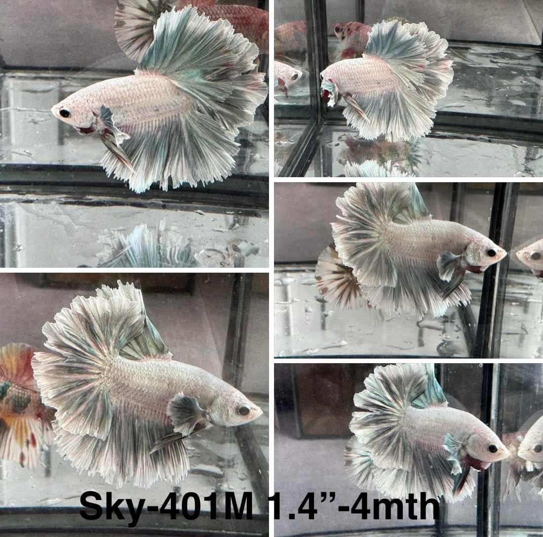 Live Male Betta Copper Grizzle Light scale Halfmoon Rosetail (Sky-401)High quality what you see what you get!!