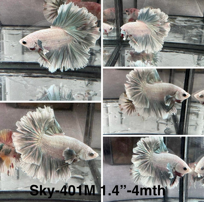 Live Male Betta Copper Grizzle Light scale Halfmoon Rosetail (Sky-401)High quality what you see what you get!!