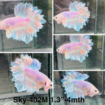 Live Male Betta Fancy Light pastel color Halfmoon Rosetail (Sky-402)High quality what you see what you get!!