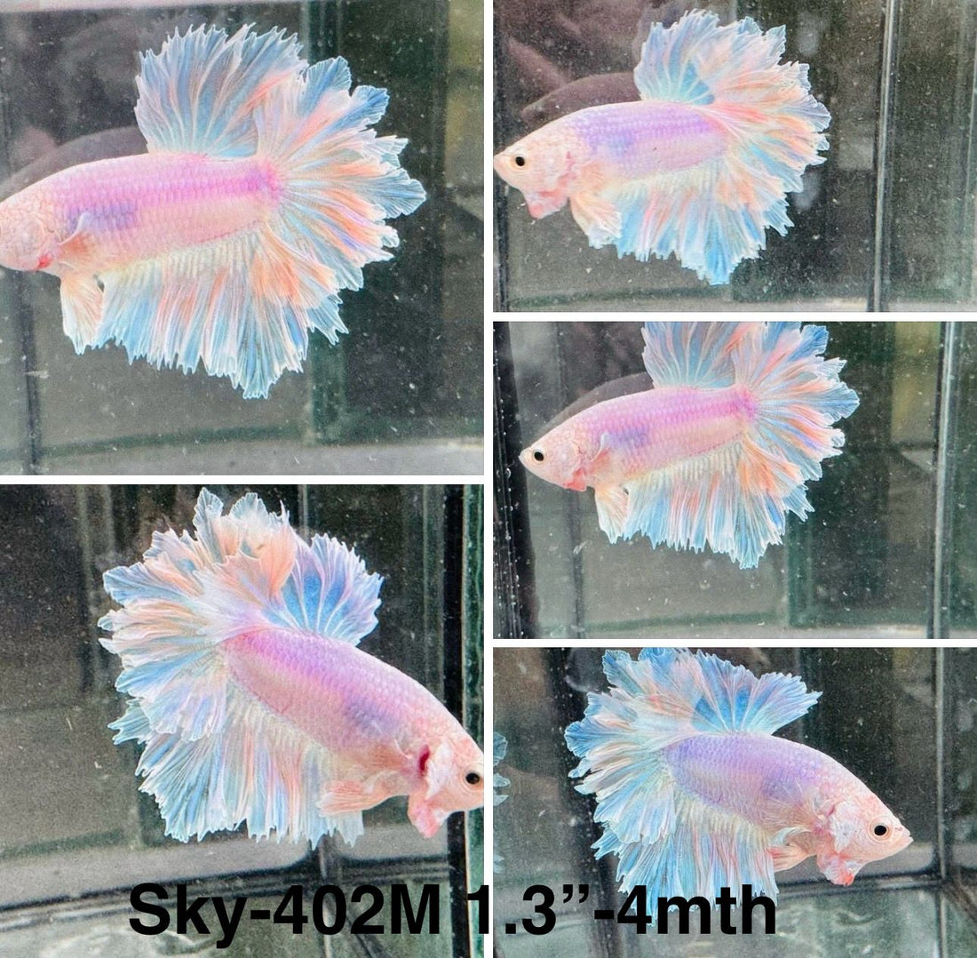 Live Male Betta Fancy Light pastel color Halfmoon Rosetail (Sky-402)High quality what you see what you get!!