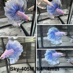 Live Male Betta Blue Grizzle Halfmoon (Sky-405)High quality what you see what you get!!