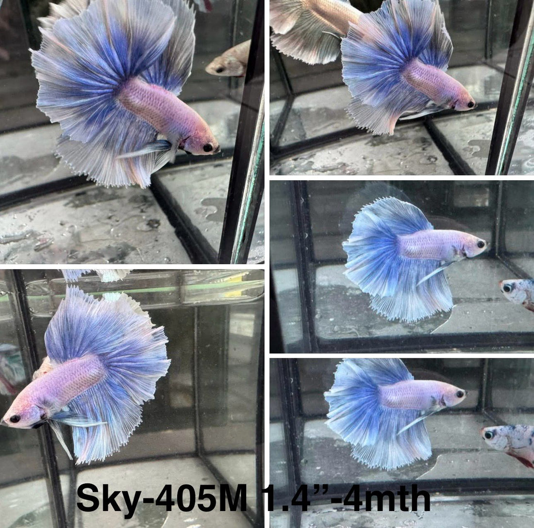 Live Male Betta Blue Grizzle Halfmoon (Sky-405)High quality what you see what you get!!