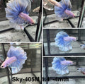 Live Male Betta Blue Grizzle Halfmoon (Sky-405)High quality what you see what you get!!