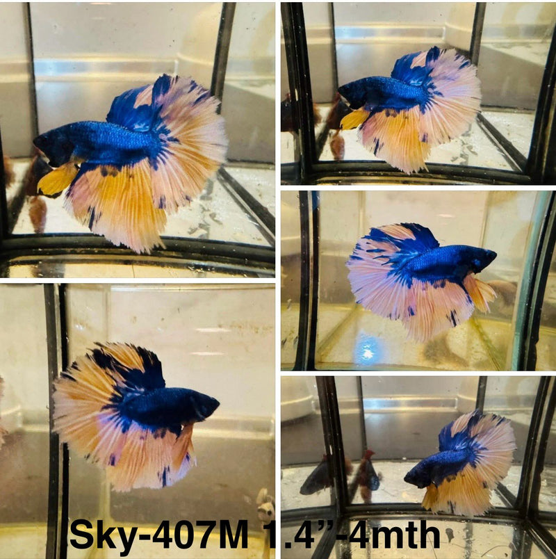 Live Male Betta Yellow blue mustard Halfmoon (Sky-407)S052 High quality what you see what you get!!