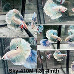 Live Male Betta Green Grizzle Pastel colors Halfmoon (Sky-410)High quality what you see what you get!!
