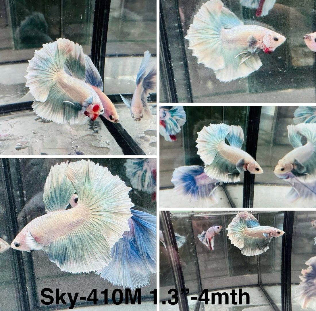 Live Male Betta Green Grizzle Pastel colors Halfmoon (Sky-410)High quality what you see what you get!!