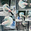 Live Male Betta Green Grizzle Pastel colors Halfmoon (Sky-410)High quality what you see what you get!!